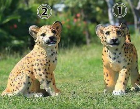Two cheetahs sitting on grass at an event backdrop